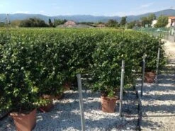 Toscaanse Jasmijn Als Leivorm(Trachelospernum Jasminoides) -PlantenPracht Winkel trachelospernum jasminoides lage leivorm 1