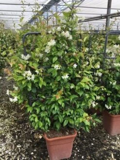 Toscaanse Jasmijn Als Leivorm(Trachelospernum Jasminoides) -PlantenPracht Winkel trachelospernum jasminoides lage leivorm met bloem 1
