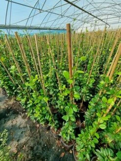 Toscaanse Jasmijn (Trachelospermum Jasminoides 'Winter Ruby')