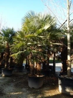 Winterharde Palm Meerstammig (Trachycarpus Fortunei) -PlantenPracht Winkel trachycarpus fortunei 3 stammig 4