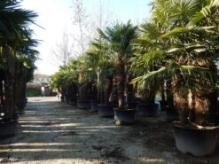 Winterharde Palm Meerstammig (Trachycarpus Fortunei) -PlantenPracht Winkel trachycarpus fortunei 3 stammig 2 1