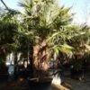 Winterharde Palm Meerstammig (Trachycarpus Fortunei) -PlantenPracht Winkel trachycarpus fortunei 3 stammig 4 4