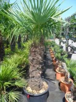 Winterharde Palm (Trachycarpus Fortunei) -PlantenPracht Winkel trachycarpus fortunei 80 100stam 1