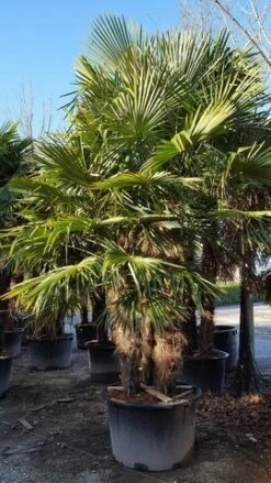 Winterharde Palm Meerstammig (Trachycarpus Fortunei) 16 Winterharde Palm Meerstammig (Trachycarpus Fortunei) -PlantenPracht Winkel trachycarpus meerstammig