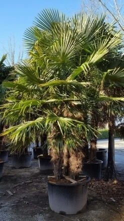 Winterharde Palm Meerstammig (Trachycarpus Fortunei) -PlantenPracht Winkel trachycarpus meerstammig 2 3