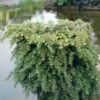 Tsuga (Tsuga Canadensis 'Jeddeloh') -PlantenPracht Winkel tscjedde 2 1