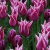 Tulp (Tulipa 'Ballade') 2 Tulp (Tulipa 'Ballade') -PlantenPracht Winkel tulipa ballade met purpleflag 1
