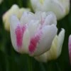 Tulp (Tulipa 'Double Shake')