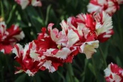 Tulp (Tulipa 'Estella Rijnveld, Parkiet') -PlantenPracht Winkel tulipa estellarijnveld 5 1