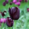 Tulp (Tulipa 'Queen Of Night, Enkel Laat') -PlantenPracht Winkel tulipa queenofnight25 1