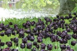 Tulp (Tulipa 'Queen Of Night, Enkel Laat') 7 Tulp (Tulipa 'Queen Of Night, Enkel Laat') -PlantenPracht Winkel tulipa queenofnight 15