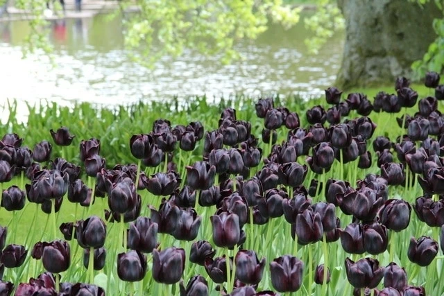 Tulp (Tulipa 'Queen Of Night, Enkel Laat') 5 Tulp (Tulipa 'Queen Of Night, Enkel Laat') - Afbeelding 3