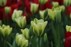 Tulp (Tulipa 'Spring Green', Viridiflora) -PlantenPracht Winkel tulipa springgreen 12 1