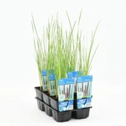 Kleine Lisdodde (Typha Angustifolia) -PlantenPracht Winkel typha angustifolia 20180510111627