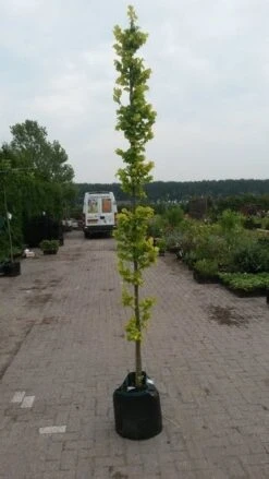 Goudiep (Ulmus Hollandica 'Wredei') -PlantenPracht Winkel ulmnus h. wredei 1