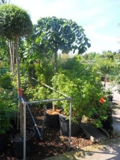 Treuriep (Ulmus Glabra 'Pendula') -PlantenPracht Winkel ulmus glabra pendula 14 16 18ho cont