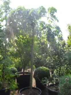 Treuriep (Ulmus Glabra 'Pendula') -PlantenPracht Winkel ulmus glabra pendula 20 25ho c160