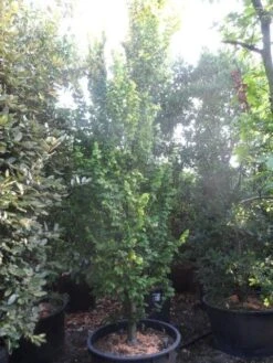 Goudiep (Ulmus Hollandica 'Wredei') -PlantenPracht Winkel ulmus hollandica wredei 350 400 450 cont