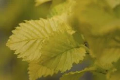Goudiep (Ulmus Hollandica 'Wredei') -PlantenPracht Winkel ulmus x hollandica wredei 2 1