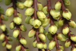 Staartaar (Stachyurus Praecox) -PlantenPracht Winkel vaem00024 1 1