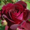 Trosroos (Rosa 'Burgundy Ice') -PlantenPracht Winkel vaem00641 1