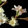 Japanse Sierkers (Prunus Subhirtella 'Autumnalis') -PlantenPracht Winkel vaem01169 3