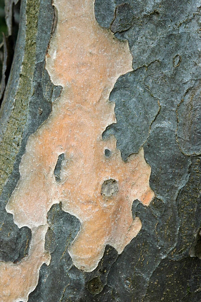 Grote Parrotia (Parrotia Persica) 6 Grote Parrotia (Parrotia Persica) - Afbeelding 4