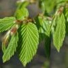 Haagbeuk Als Leivorm (Carpinus Betulus) -PlantenPracht Winkel vaem01354