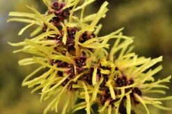 Toverhazelaar (Hamamelis Mollis) -PlantenPracht Winkel vaem02437