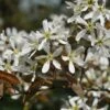 Krentenboom (Amelanchier Arborea 'Robin Hill') -PlantenPracht Winkel vaem02643