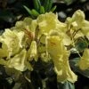 Rhododendron (Rhododendron 'Goldinetta') -PlantenPracht Winkel vaem03020 1