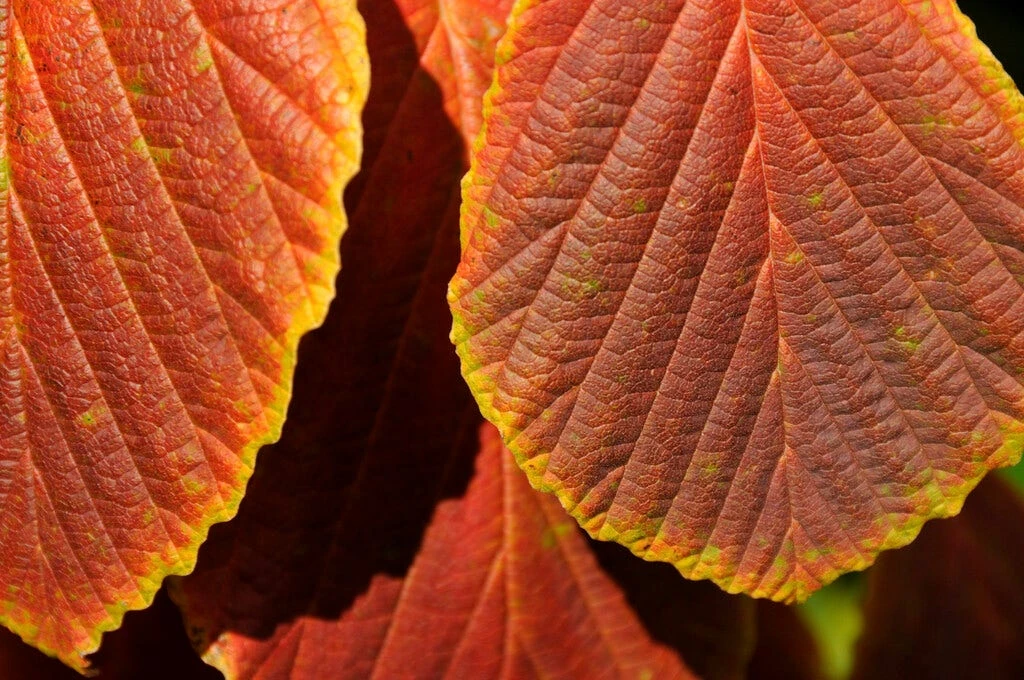 Toverhazelaar (Hamamelis Intermedia 'Diane') 6 Toverhazelaar (Hamamelis Intermedia 'Diane') - Afbeelding 4