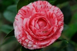 Camelia Als Leivorm (Camellia Japonica 'Giuseppe Traverso')