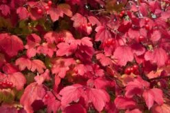 Gelderse Roos (Viburnum Opulus) -PlantenPracht Winkel vaem08760 1