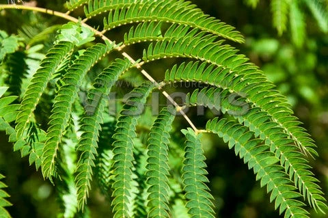 Perzische Slaapboom Als Halfstam (Albizia Julibrissin) 4 Perzische Slaapboom Als Halfstam (Albizia Julibrissin) - Afbeelding 2
