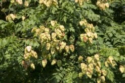 Zeepboom (Koelreuteria Paniculata) -PlantenPracht Winkel vaem10515