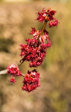 Grote Esdoorn (Acer Rubrum 'Red Sunset') -PlantenPracht Winkel vaem11587