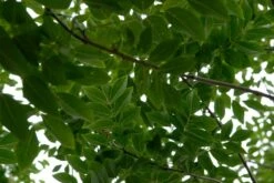 Maackia (Maackia Amurensis) -PlantenPracht Winkel vami04349 1