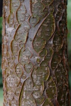 Maackia (Maackia Amurensis) -PlantenPracht Winkel vami04434 1