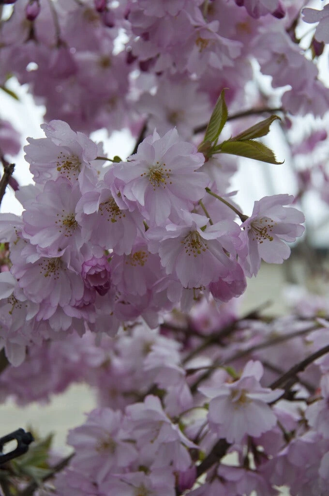 Zuilvormige Sierkers (Prunus 'Spire') 3 Zuilvormige Sierkers (Prunus 'Spire')