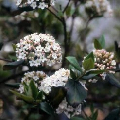 Sneeuwbal (Viburnum Burkwoodii) -PlantenPracht Winkel viburkwo 14