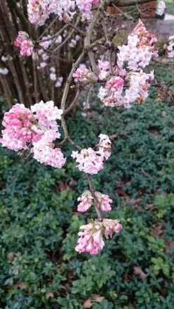Sneeuwbal (Viburnum Bodnantense 'Dawn') -PlantenPracht Winkel viburnum bodn. charles lamont 2 2