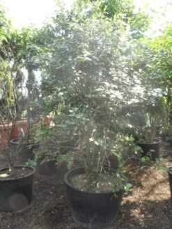 Sneeuwbal (Viburnum Burkwoodii) 18 Sneeuwbal (Viburnum Burkwoodii) -PlantenPracht Winkel viburnum burkwoodii 200 250 300 c240 1