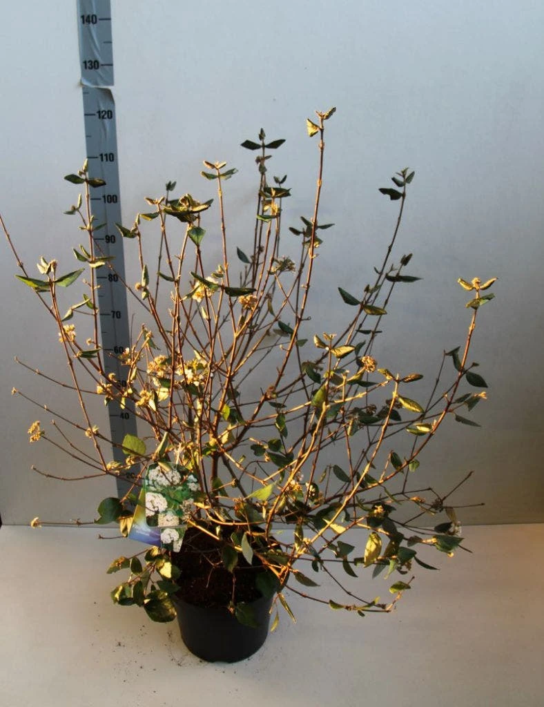 Sneeuwbal (Viburnum Burkwoodii) 8 Sneeuwbal (Viburnum Burkwoodii) - Afbeelding 6