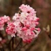 Sneeuwbal (Viburnum Bodnantense 'Charles Lamont') -PlantenPracht Winkel viburnum charles lamont
