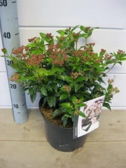 Groenblijvende Sneeuwbal (Viburnum Tinus 'Eve Price') -PlantenPracht Winkel viburnum eve price c5 6 11 2018 2 2