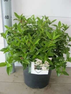 Groenblijvende Sneeuwbal (Viburnum Tinus 'Eve Price') -PlantenPracht Winkel viburnum eve prise c5 14 9 2018 1