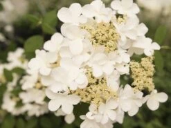 Japanse Sneeuwbal (Viburnum Plicatum 'Kilimandjaro Sunrise') 10 Japanse Sneeuwbal (Viburnum Plicatum 'Kilimandjaro Sunrise') -PlantenPracht Winkel viburnum kil. sunrise 2 1
