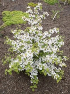 Japanse Sneeuwbal (Viburnum Plicatum 'Kilimandjaro Sunrise') 11 Japanse Sneeuwbal (Viburnum Plicatum 'Kilimandjaro Sunrise') -PlantenPracht Winkel viburnum kil. sunrise 4 1