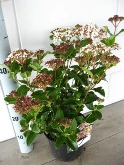 Sneeuwbal (Viburnum Tinus 'Lisa Rose') -PlantenPracht Winkel viburnum lisarose c5 05 09 2017 1 1